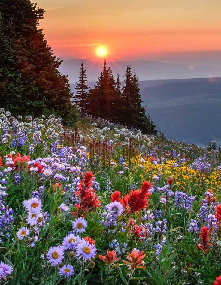 Mystic Meadows Bohemian Blossoms